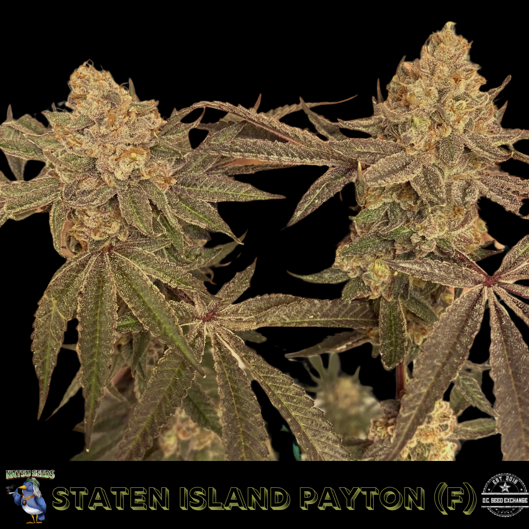 Staten Island Payton S1 (Staten Island Chem x Gary Payton) 6 Feminized Seeds