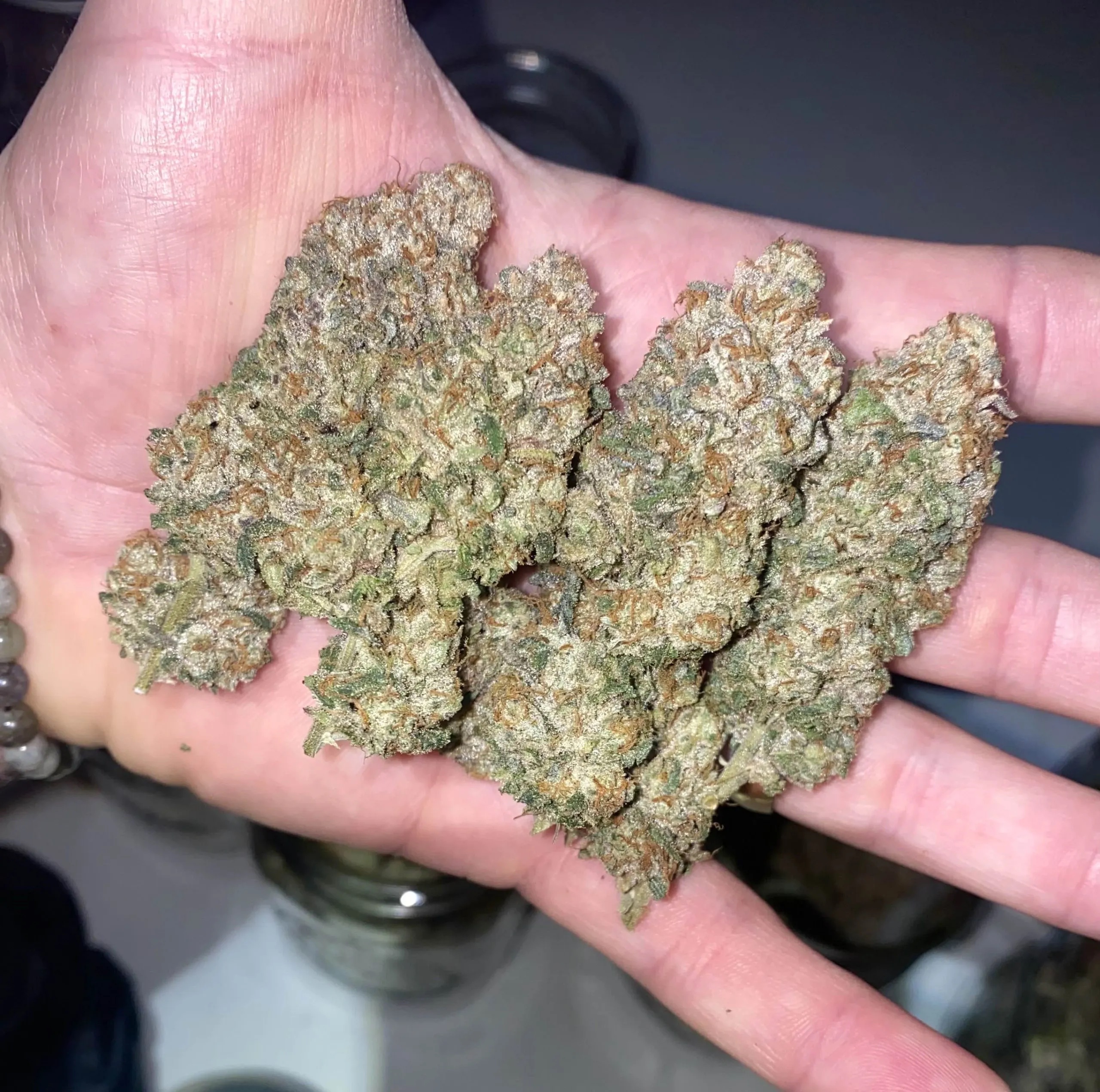 Staten Island Payton S1 (Staten Island Chem x Gary Payton) 6 Feminized Seeds - Image 3