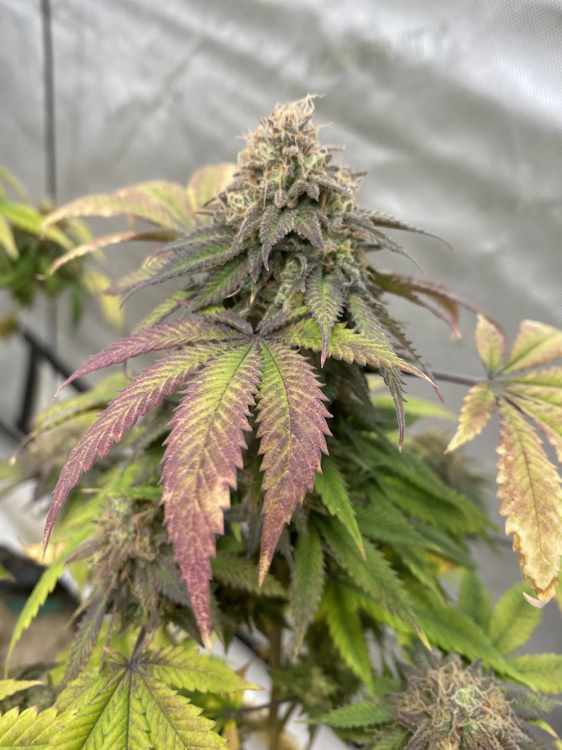 Stephen King (NYC White Widow x Sour Diesel) 10 Regular Seeds - Image 3