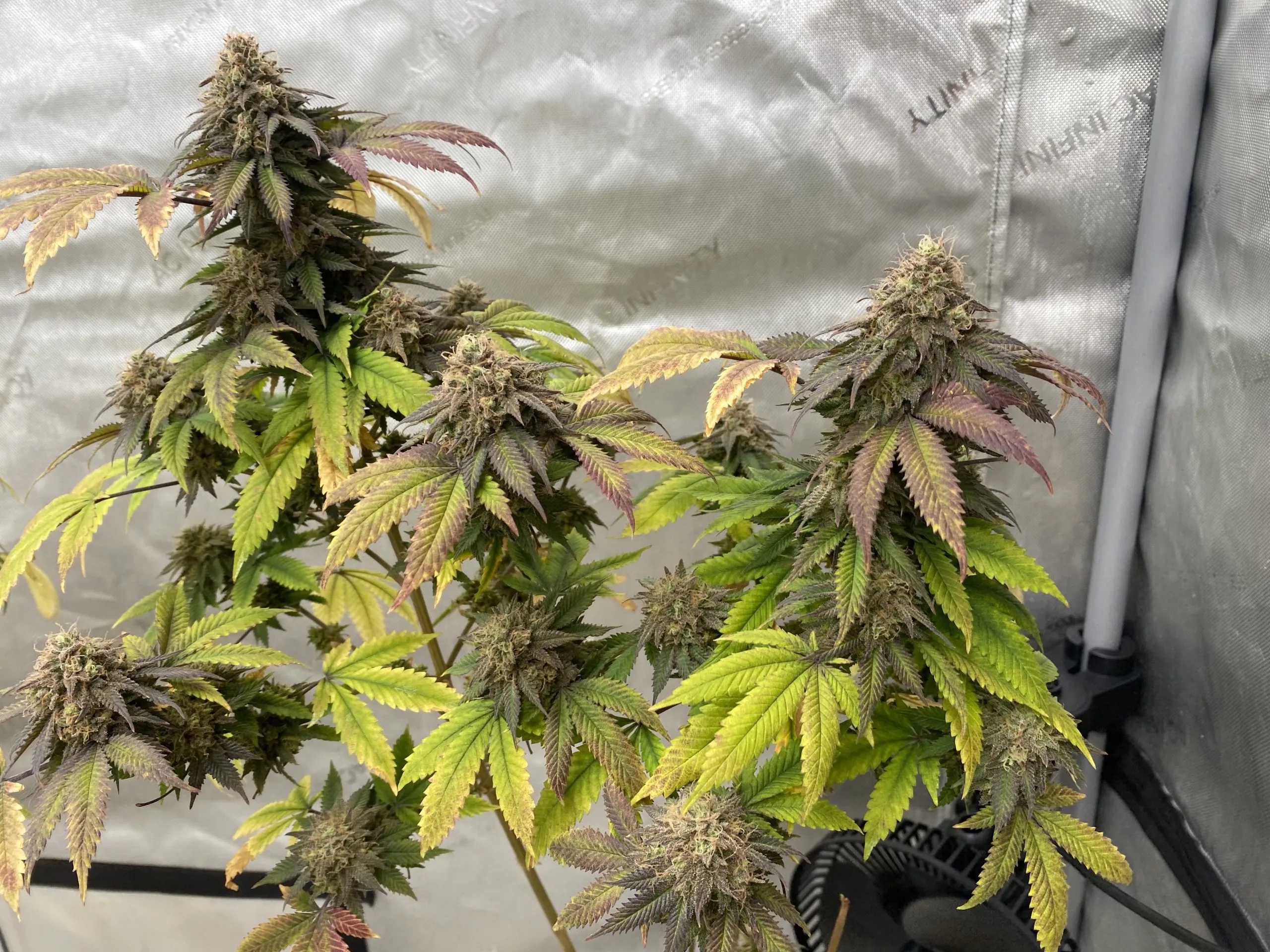 Stephen King (NYC White Widow x Sour Diesel) 10 Regular Seeds - Image 2
