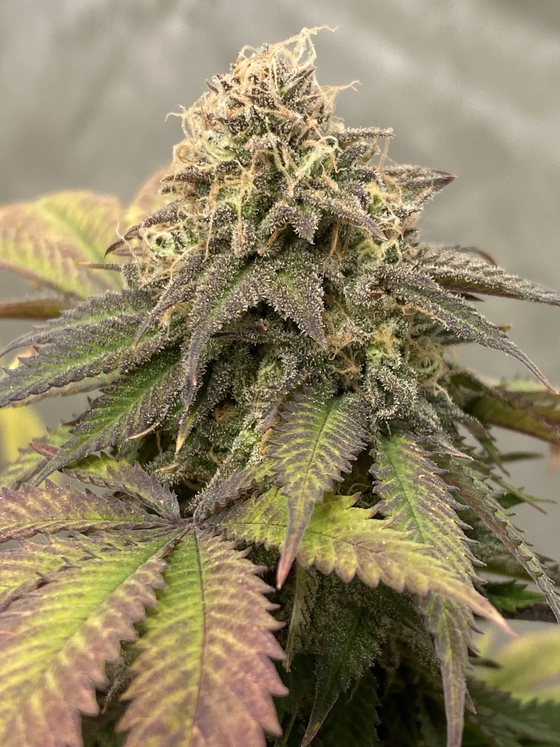 Stephen King (NYC White Widow x Sour Diesel) 10 Regular Seeds - Image 4