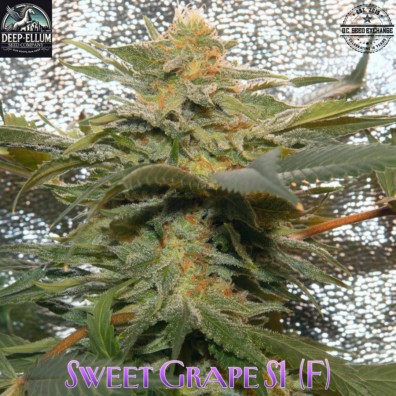 Sweet Grape S1 IG