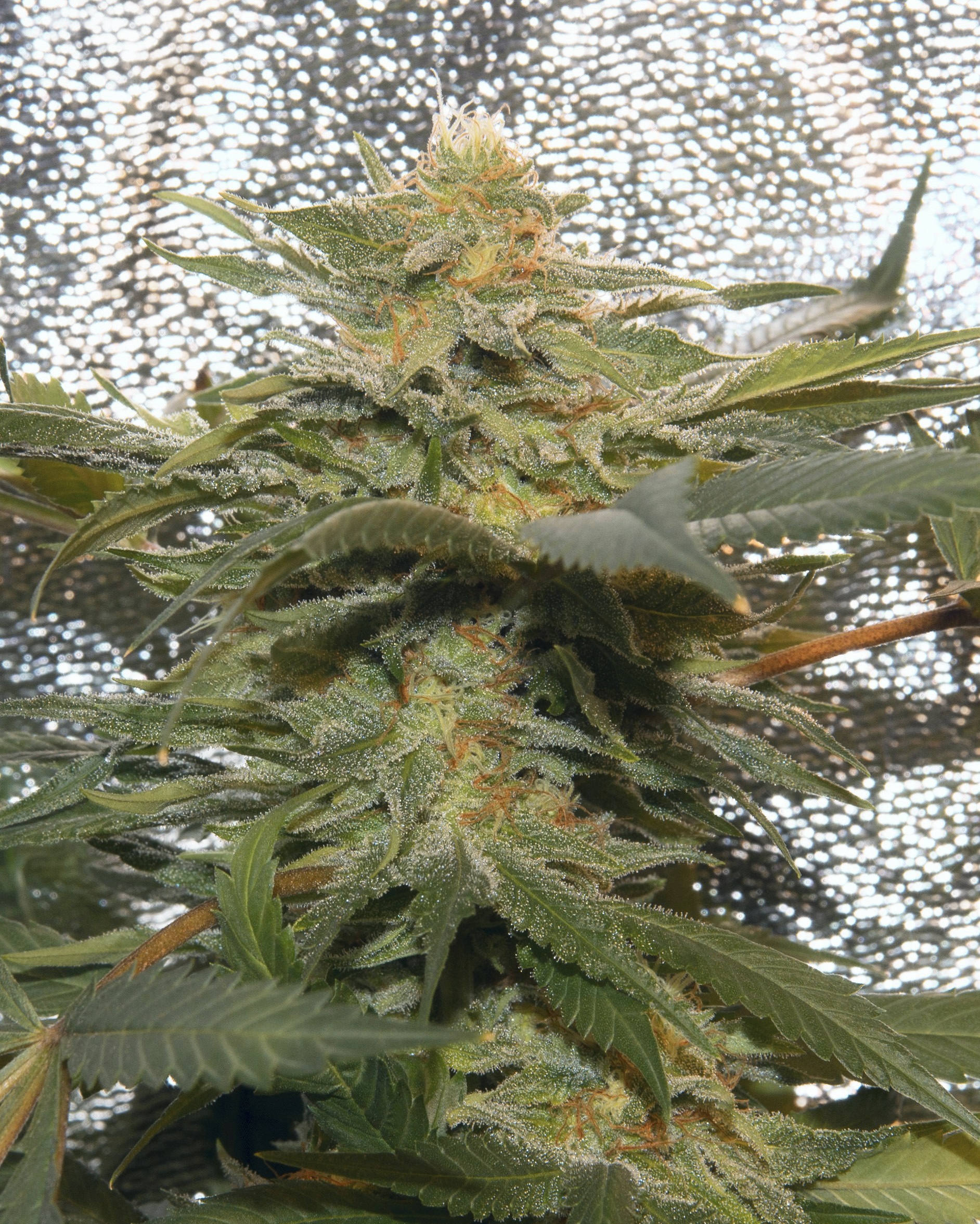 Sweet Grape S1 (Sweet Tooth x Grape Bubblegum) 6 Feminized Seeds