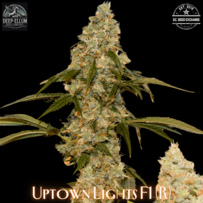 Uptown Lights F1 (NL2 x (Uptown Girl x (Uptown Girl x NL1)) 10 Regular Seeds