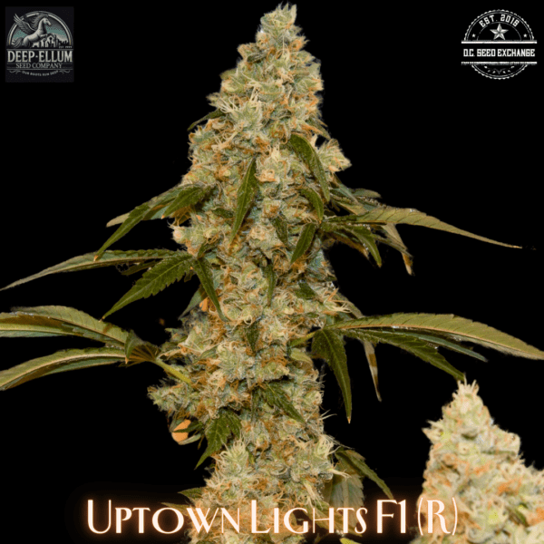 Uptown Lights F1 (NL2 x (Uptown Girl x (Uptown Girl x NL1)) 10 Regular Seeds