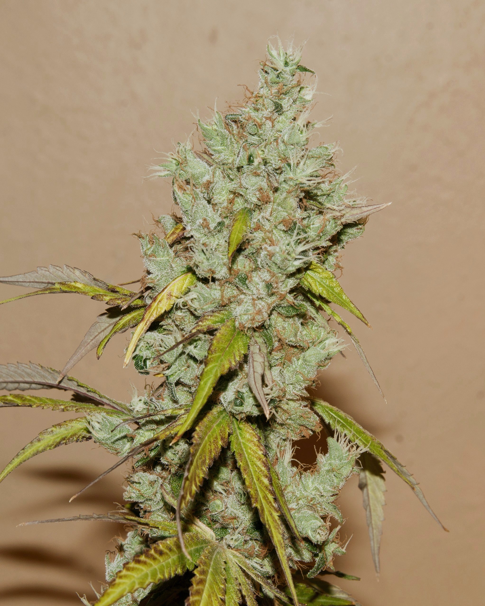 Uptown Lights F1 (NL2 x (Uptown Girl x (Uptown Girl x NL1)) 10 Regular Seeds - Image 2