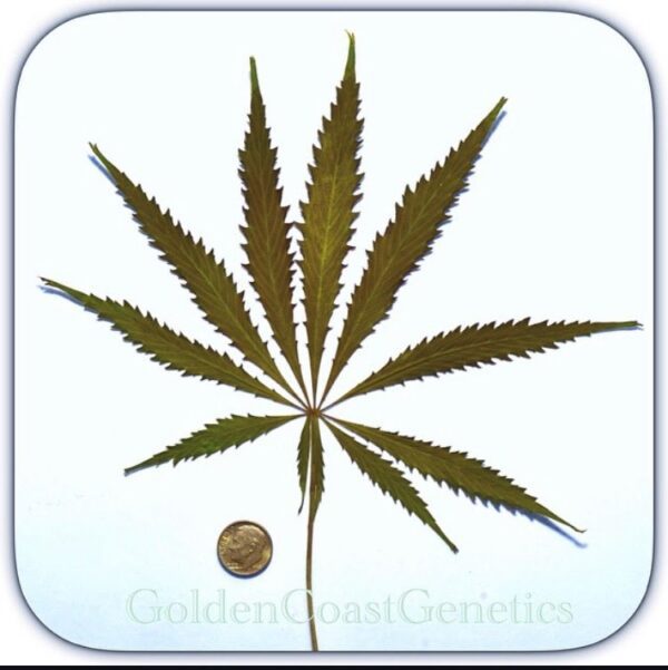 Golden Coast Genetics BOEL Vietnamese 10 Regular Seeds - Image 3