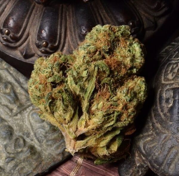 Golden Coast Genetics BOEL Vietnamese 10 Regular Seeds - Image 4