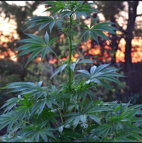 Golden Coast Genetics BOEL Vietnamese 10 Regular Seeds - Image 2