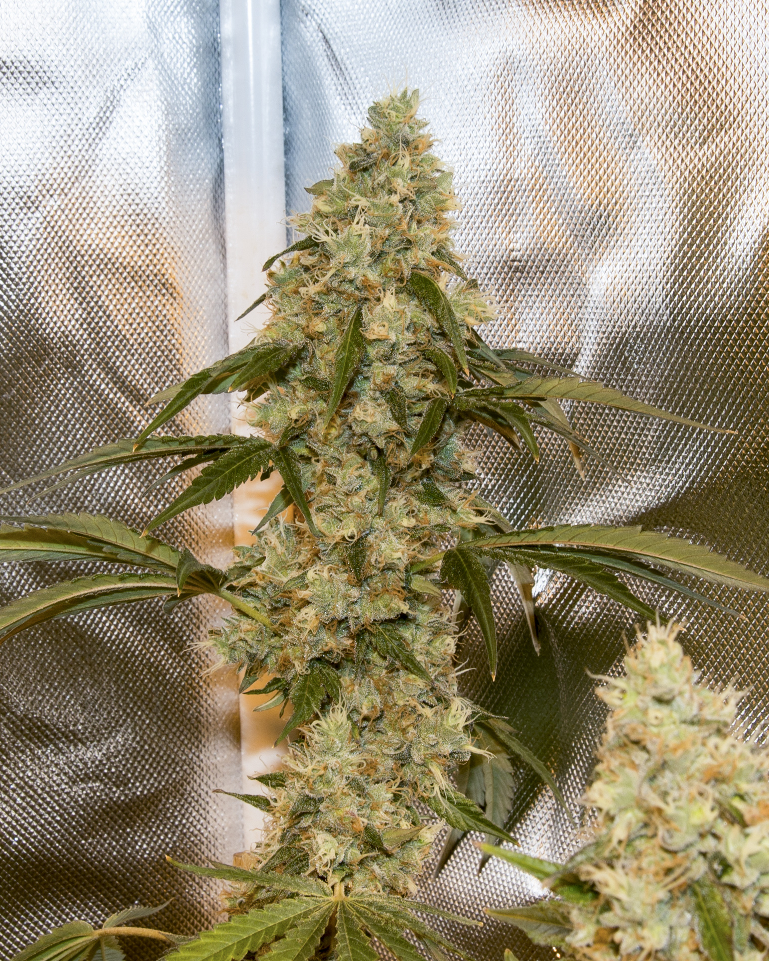 Uptown Lights F1 (NL2 x (Uptown Girl x (Uptown Girl x NL1)) 10 Regular Seeds - Image 3