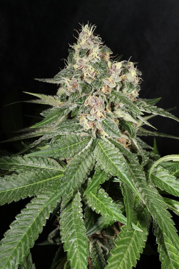 Chem Pupil V2 7 Feminized Seeds - Image 2