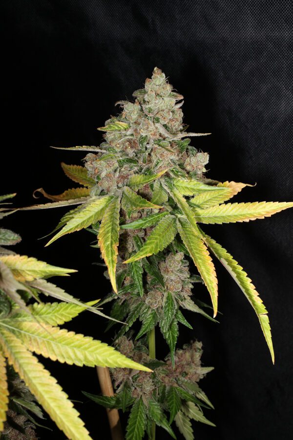 Chem Pupil V2 7 Feminized Seeds - Image 10