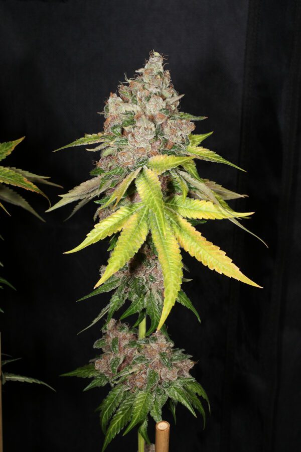 Chem Pupil V2 7 Feminized Seeds - Image 11