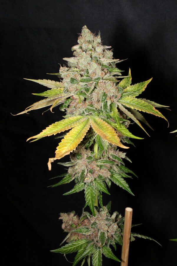 Chem Pupil V2 7 Feminized Seeds - Image 12