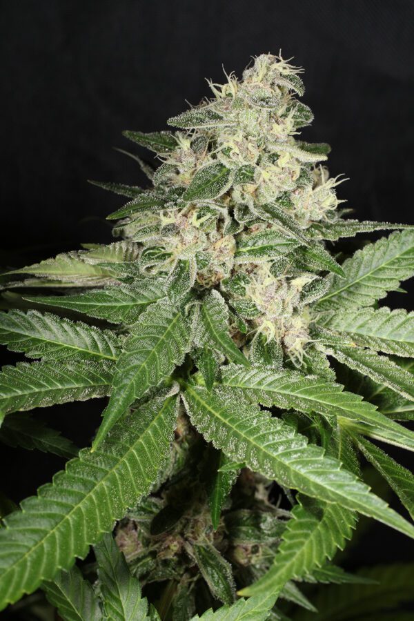 Chem Pupil V2 7 Feminized Seeds - Image 3