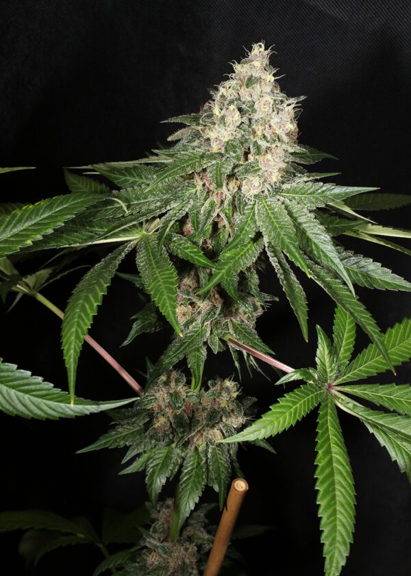 Chem Pupil V2 7 Feminized Seeds - Image 4