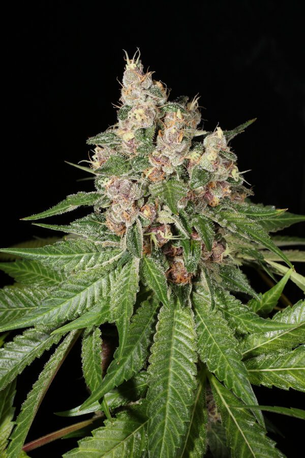 Chem Pupil V2 7 Feminized Seeds - Image 5