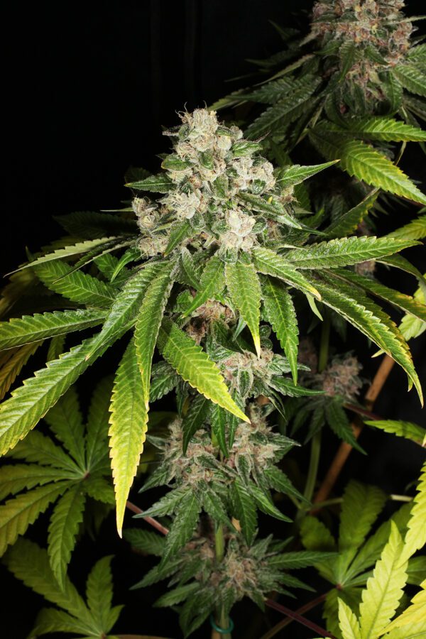 Chem Pupil V2 7 Feminized Seeds - Image 6