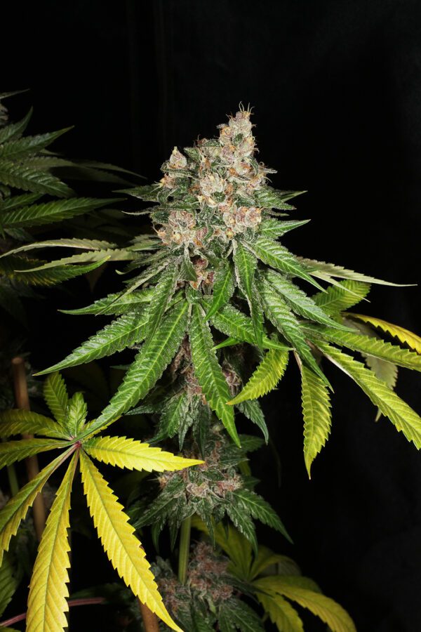 Chem Pupil V2 7 Feminized Seeds - Image 7