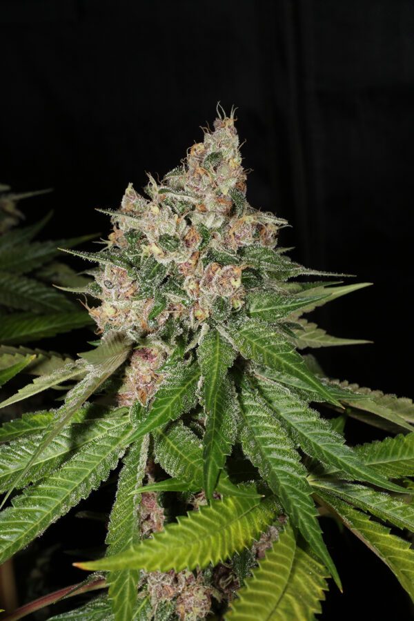 Chem Pupil V2 7 Feminized Seeds - Image 8