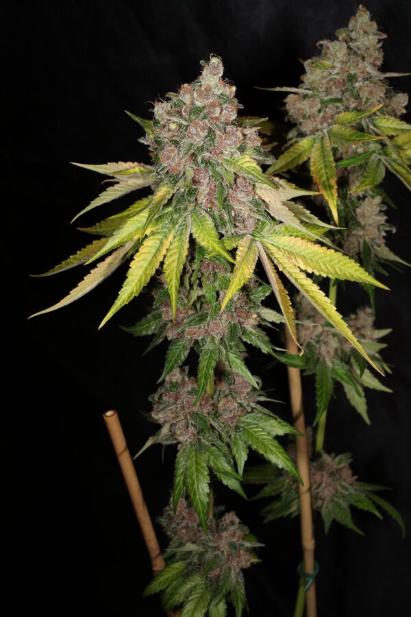 Chem Pupil V2 7 Feminized Seeds - Image 9