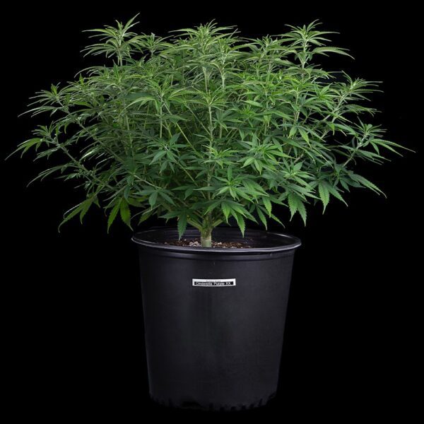 Cinderella Purple ([Purple Urkle x C99] x Cinderella 99) 9 Feminized Seeds - Image 2