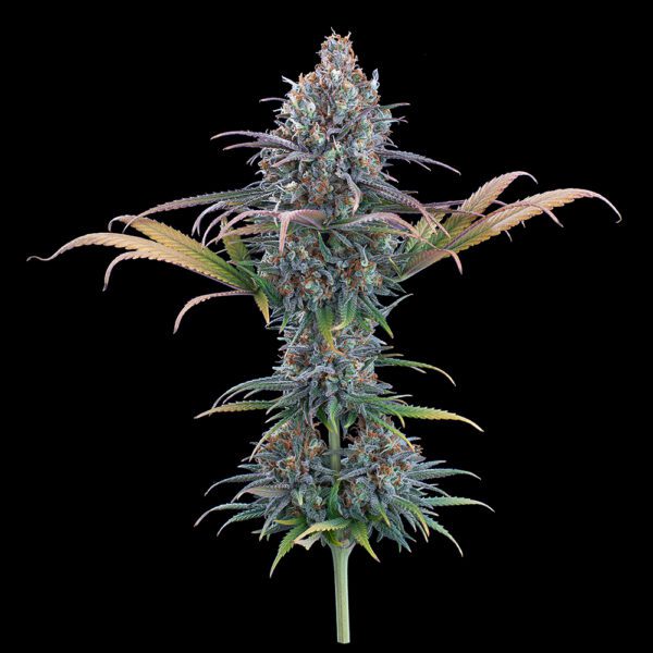 Cinderella Purple ([Purple Urkle x C99] x Cinderella 99) 9 Feminized Seeds - Image 4