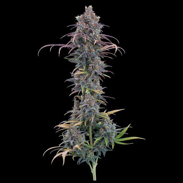 Cinderella Purple ([Purple Urkle x C99] x Cinderella 99) 9 Feminized Seeds - Image 3