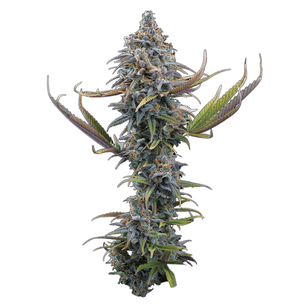 Apollo (Genius x Cinderella 99) 3 Feminized Seeds - Image 2