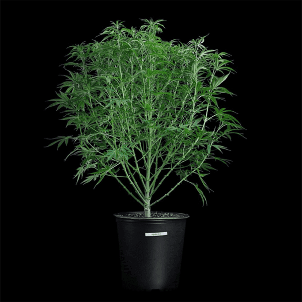 Apollo (Genius x Cinderella 99) 3 Feminized Seeds - Image 4