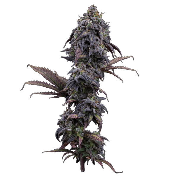 Princess Haze (Cinderella 99 x Princess Haze) 3 Feminized Seeds - Image 2