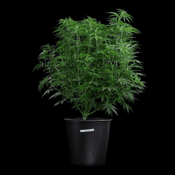 Cinderella 99 (Princess x C99) 3 Feminized Seeds - Image 3