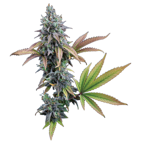 Cinderella 99 (Princess x C99) 3 Feminized Seeds - Image 2