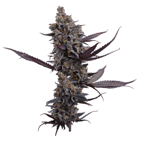 Cinderella Pineapple (Cinderella Pineapple x Cinderella 99) 3 Feminized Seeds - Image 2