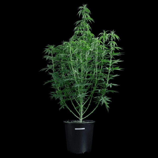 G13 Genius (Airborne/G13 x Genius) 3 Feminized Seeds - Image 3