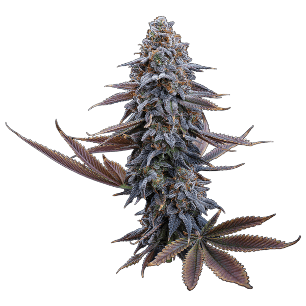 G13 Genius (Airborne/G13 x Genius) 3 Feminized Seeds - Image 2