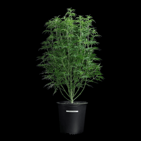 Princess Haze (Cinderella 99 x Princess Haze) 3 Feminized Seeds - Image 6