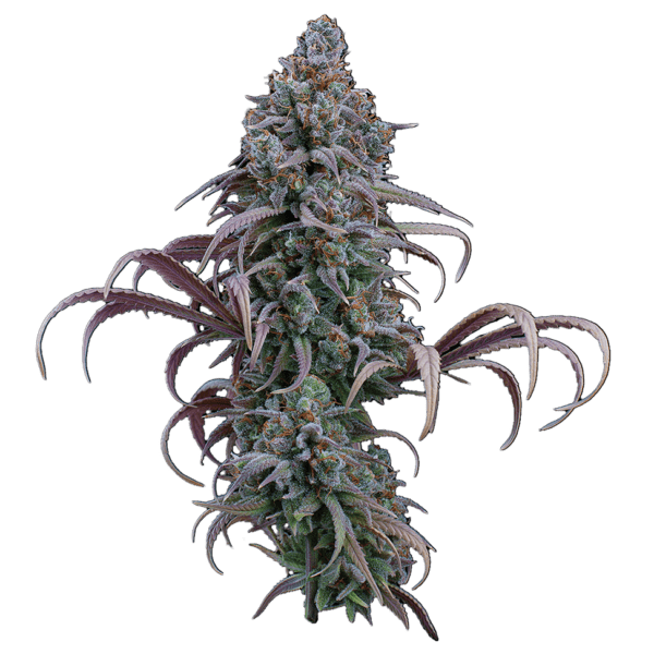 Rosetta Stone (Jack Herer x Cinderella 99) 3 Feminized Seeds - Image 2