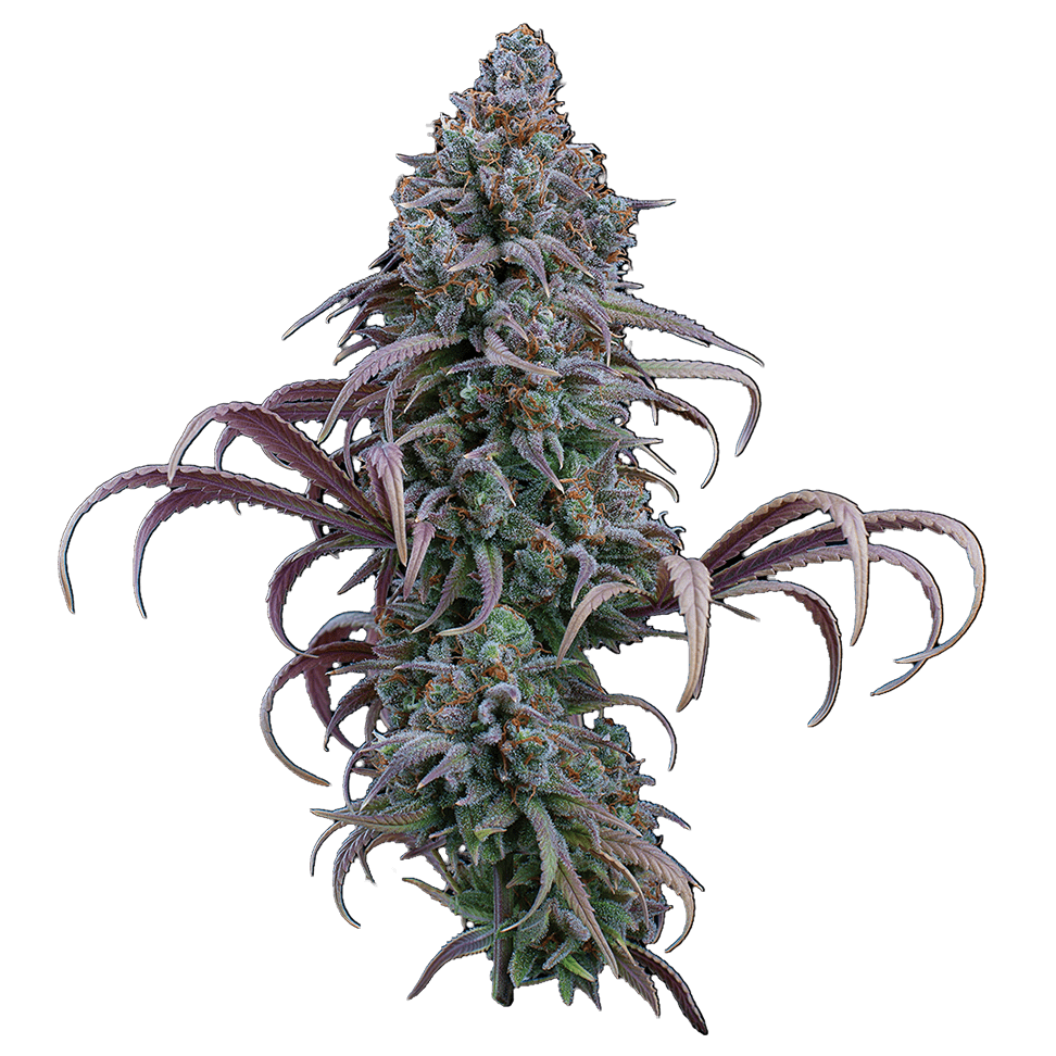 Rosetta Stone (Jack Herer x Cinderella 99) 3 Feminized Seeds - Image 2
