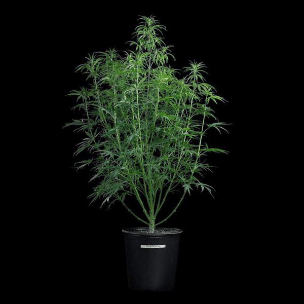 Rosetta Stone (Jack Herer x Cinderella 99) 3 Feminized Seeds - Image 5