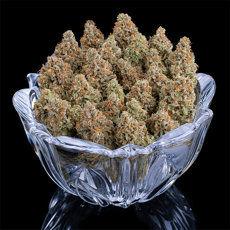 Rosetta Stone (Jack Herer x Cinderella 99) 3 Feminized Seeds - Image 6