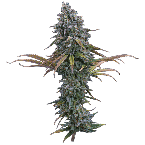 Space Queen (Romulan x Cinderella 99) 3 Female Seeds - Image 2