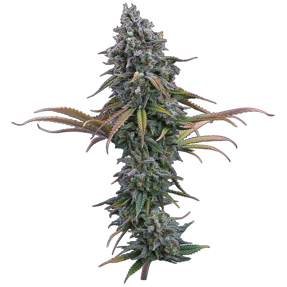 Space Queen (Romulan x Cinderella 99) 3 Female Seeds - Image 2