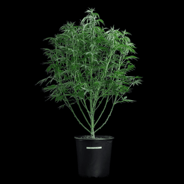 Space Queen (Romulan x Cinderella 99) 3 Female Seeds - Image 6