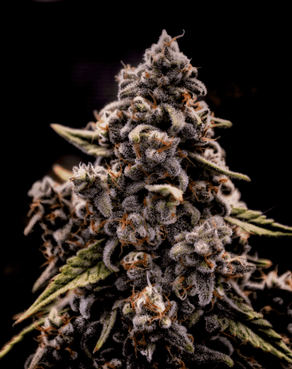 Genius Juice (Gluey x Genius) 9 Feminized Seeds - Image 3