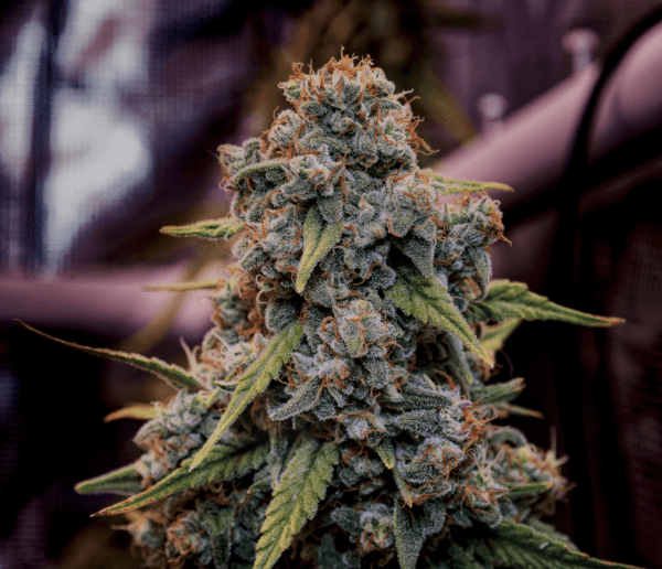 Genius Juice (Gluey x Genius) 9 Feminized Seeds - Image 2