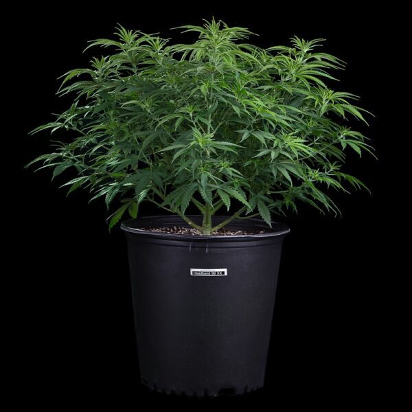 Headband 99 (Headband 99 x C99) 9 Feminized Seeds - Image 4