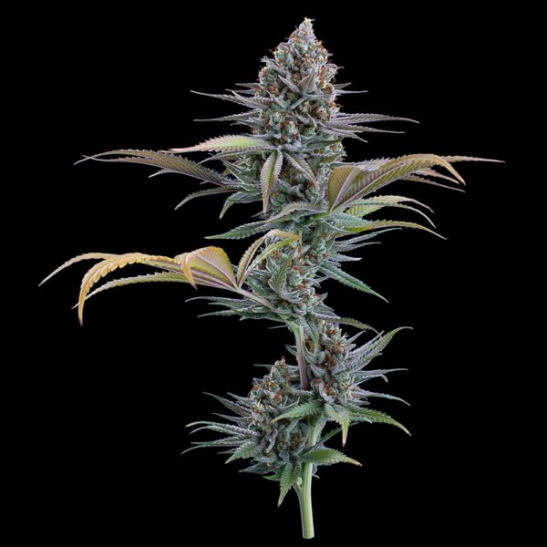 Headband 99 (Headband 99 x C99) 9 Feminized Seeds - Image 2