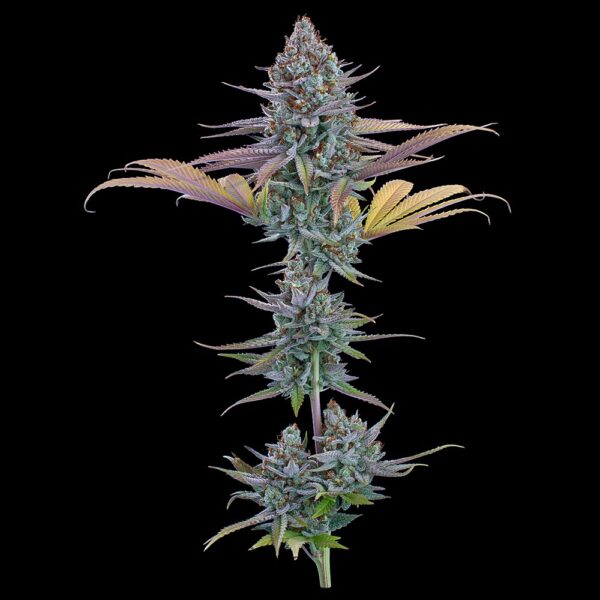 Headband 99 (Headband 99 x C99) 9 Feminized Seeds - Image 3