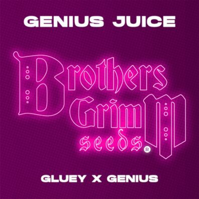 Genius Juice (Gluey x Genius) 9 Feminized Seeds